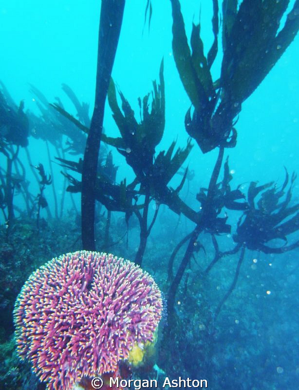 Hydrocoral at Pinnacles. Monterey, ca. by Morgan Ashton 
