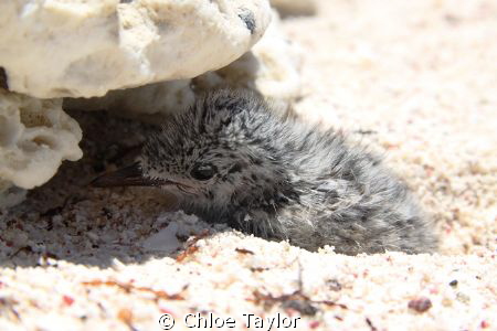Abrolhos Islands. by Chloe Taylor 