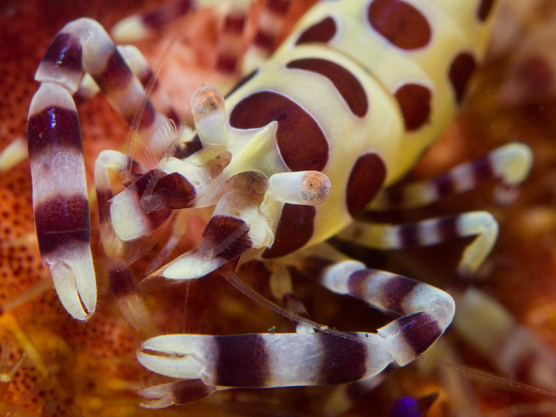 The "colemanii" - supermacro
45 macro lens + UCL165 by Alex Varani 