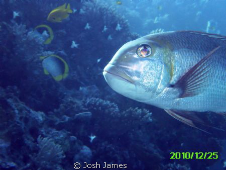 Diving around the Coral gardens of the coast of Hurghada,... by Josh James 