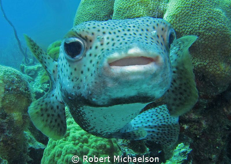 Very friendly porcupine fish at Capt Don's Reef on Klein ... by Robert Michaelson 