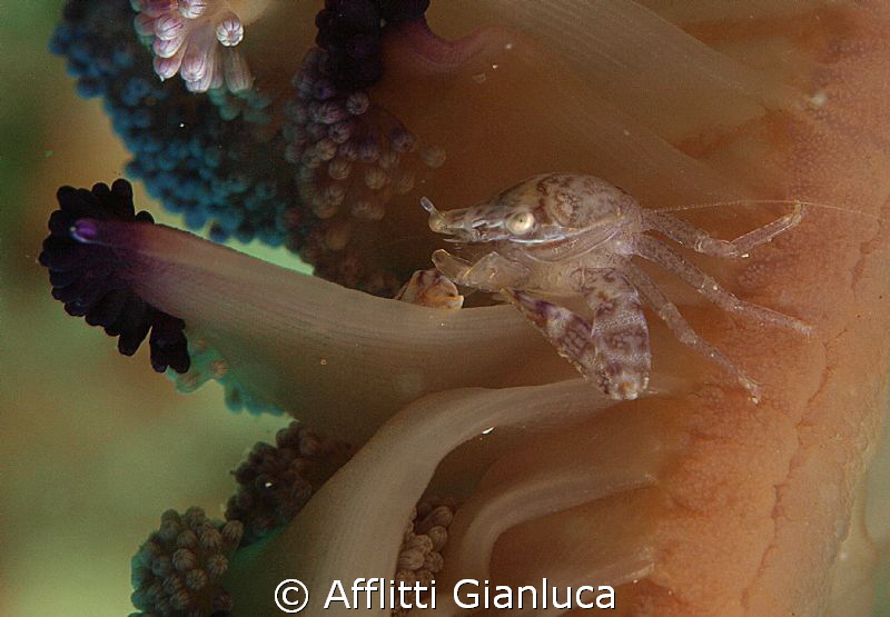 little crab by Afflitti Gianluca 