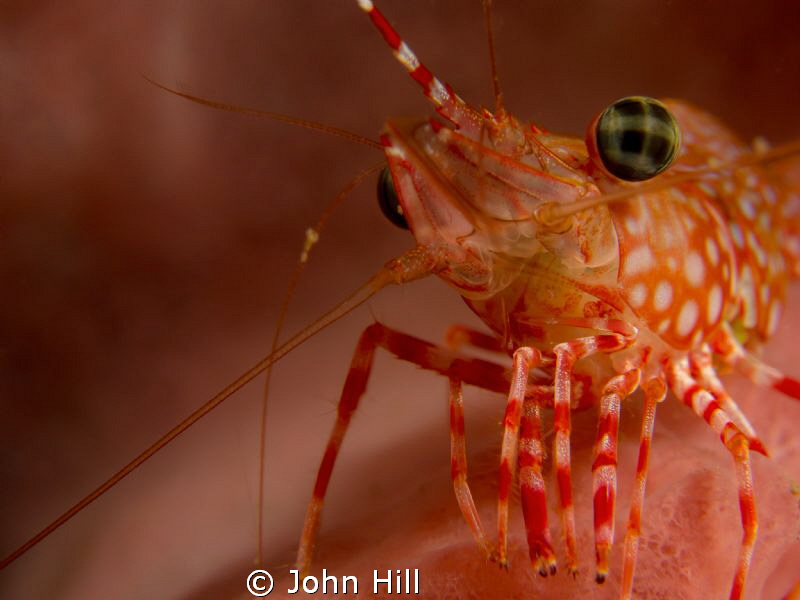 Pinky.  Hyperactive but inquisitive.  3 mins for it to st... by John Hill 