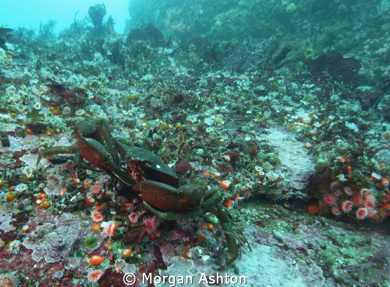 Rock Crab in Monterey. Sea and Sea DX-2G. by Morgan Ashton 