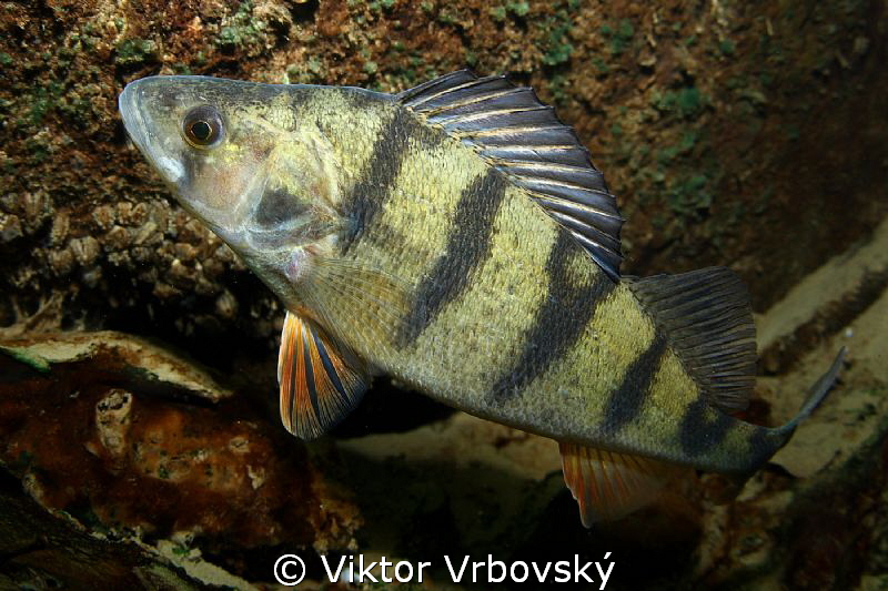 European perch (Perca fluviatilis) by Viktor Vrbovský 