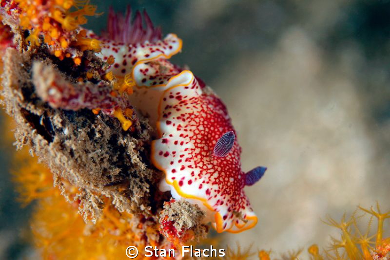 Chromodoris reticulata by Stan Flachs 