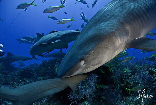 Protecting her eyes as this Tiger Shark noses around foll... by Steven Anderson 