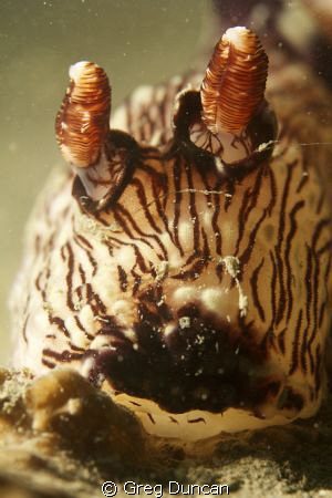 Rubecens Jourana, Taken at Tasi Tolu Just west of Dili by Greg Duncan 