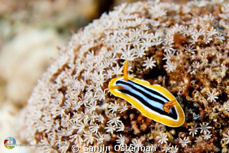 Pyjama Slug (Chromodoris Quadricolor)
Found in egypt bro... by Sanjin Osterman 