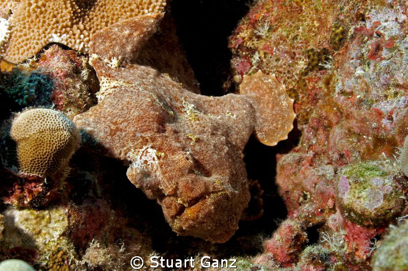 Froggy by Stuart Ganz 