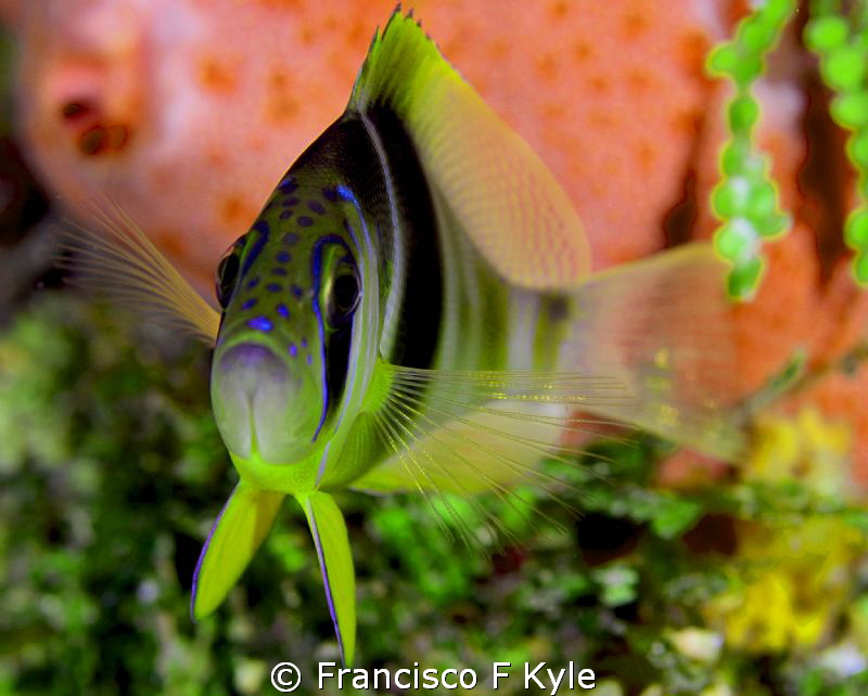 Clores by Francisco F Kyle 