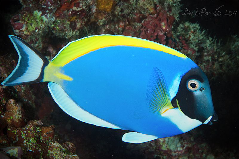 Blue surgeon fish in Maamigili Beyru - South Ari Atoll by Boris Pamikov 
