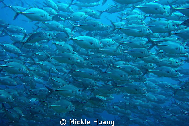 MARCH
Jacks
Dumaguette the Philippines by Mickle Huang 