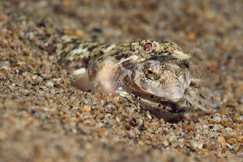 THE END

Lizardfish 
Eidechsenfisch 
Philippines 2010... by Jörg Menge 
