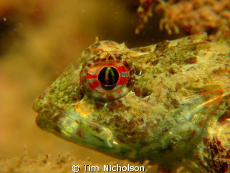 Sea Scorpion taken on a night dive in Port Erin Bay, Isle... by Tim Nicholson 