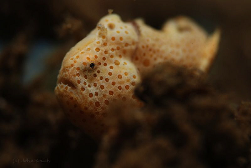 Juv frogfish by John Roach 