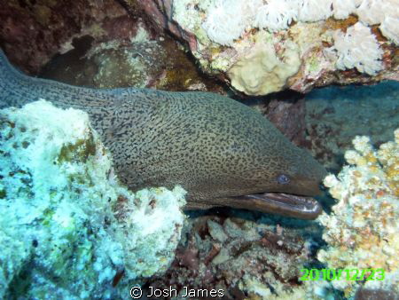 Mooray eel hiding in its hole by Josh James 