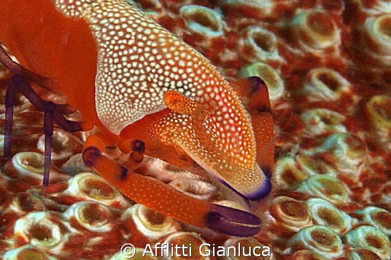 face of imperator by Afflitti Gianluca 