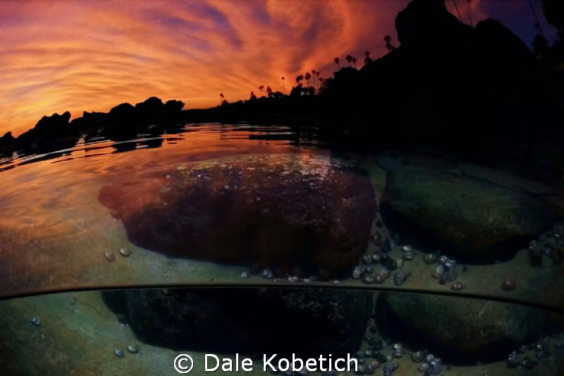 Jewels at the bottom of the Sea by Dale Kobetich 