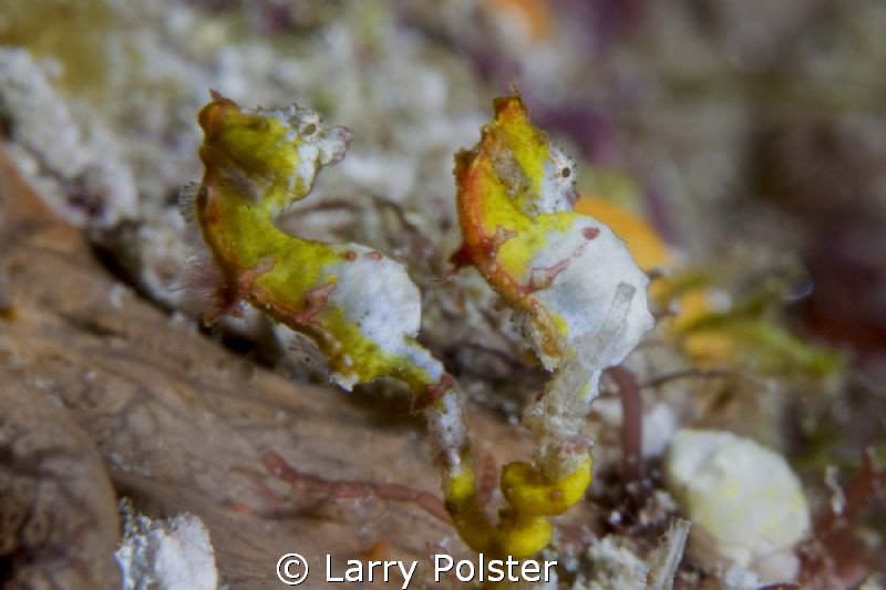 Pontohi Pygmy Seahorse, a rare find near Gangga Island by Larry Polster 