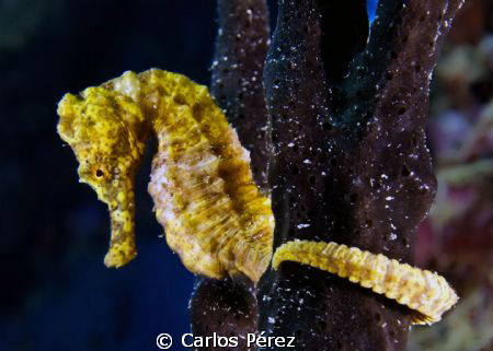 In my Yellow world.. by Carlos Pérez 