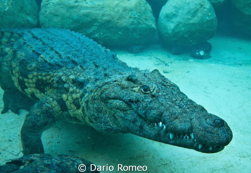 Croco, Nikon D90, 18mm - Natural light by Dario Romeo 
