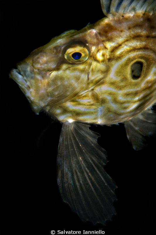 Che pinna! by Salvatore Ianniello 
