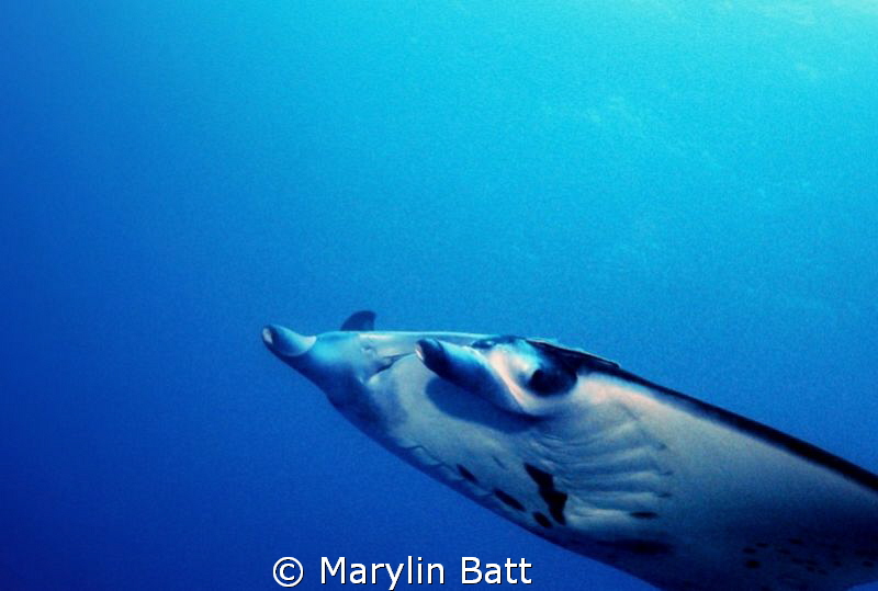 Manta on a fly by by Marylin Batt 
