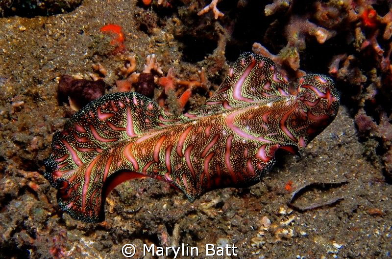 Pink and multicolor flat worm by Marylin Batt 