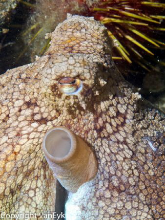 A lonely octopus sitting in an old tire: Octopus pallidus by Bill Van Eyk 