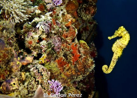 Looking for some place to Hide!! And showing off by Carlos Pérez 