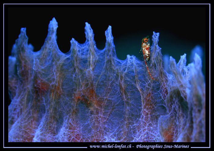Little Goby on a sponge... by Michel Lonfat 