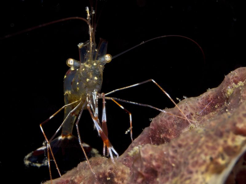 Urocaridella antonbrunii - portrait - by Alex Varani 