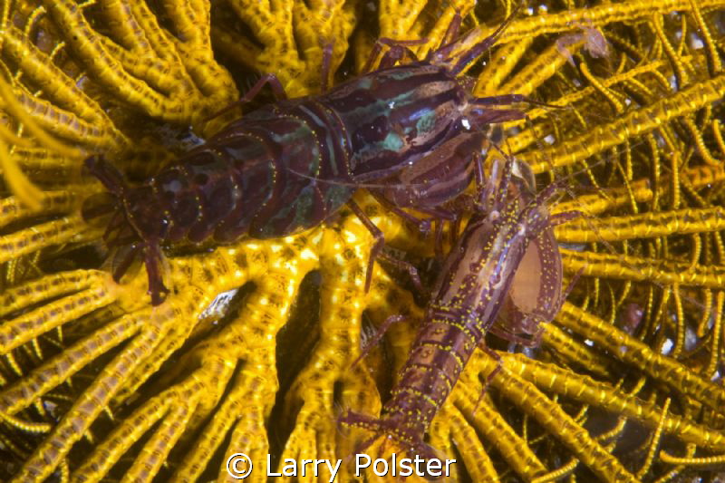 Crinoid shrimp deep inside.... have not seen these fellow... by Larry Polster 