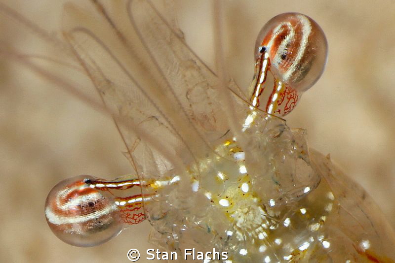 Eyes by Stan Flachs 