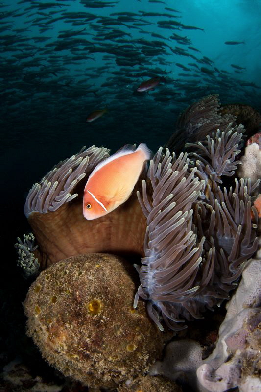 jacks and clown fish by Paolo Isgro 