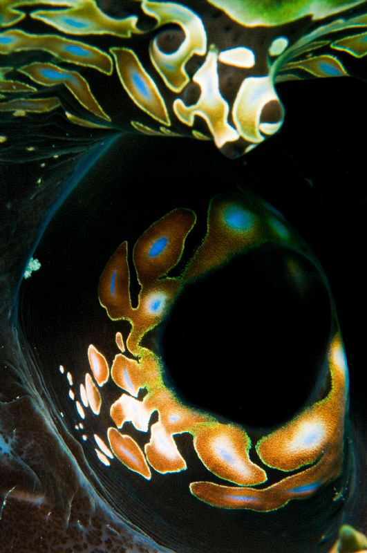 Giant Clam abstract by Paul Colley 