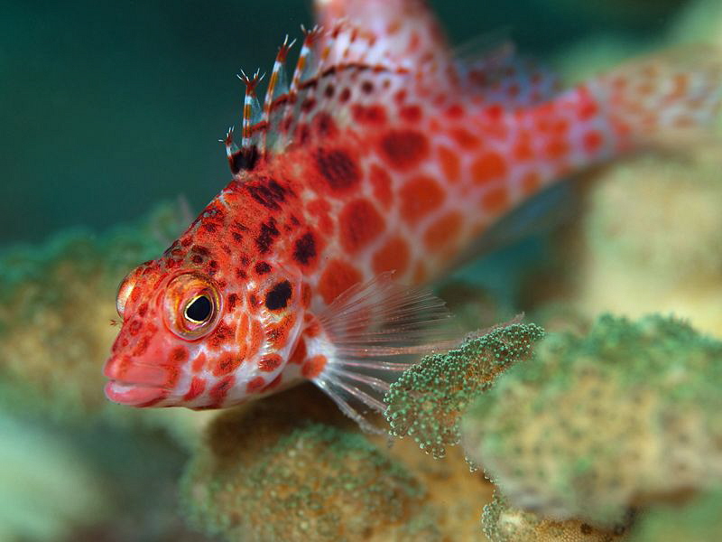 Pixie Hawkfish, Tulamben by Doug Anderson 