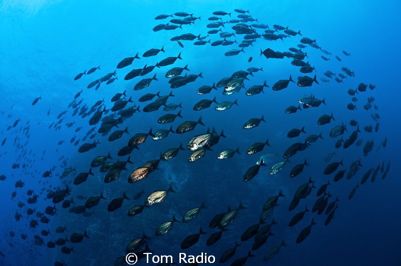 School of jacks
Roca Partida, Mexico by Tom Radio 