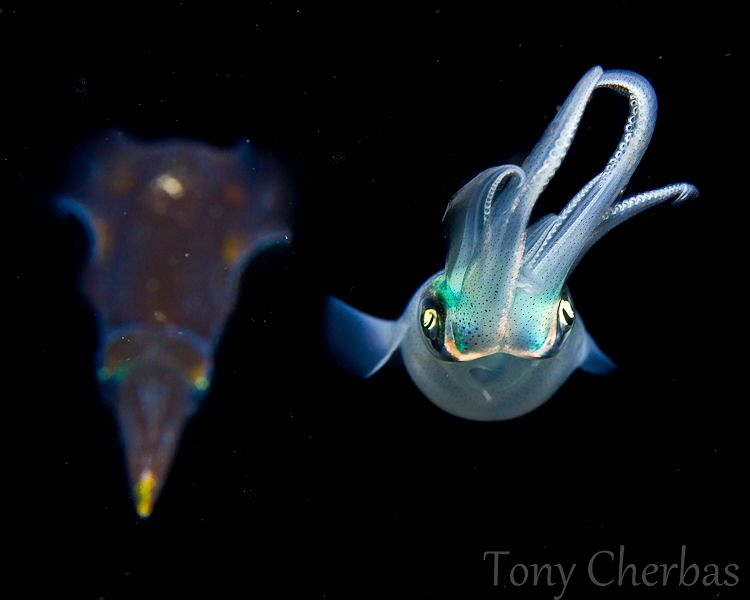 Ghosts by Tony Cherbas 