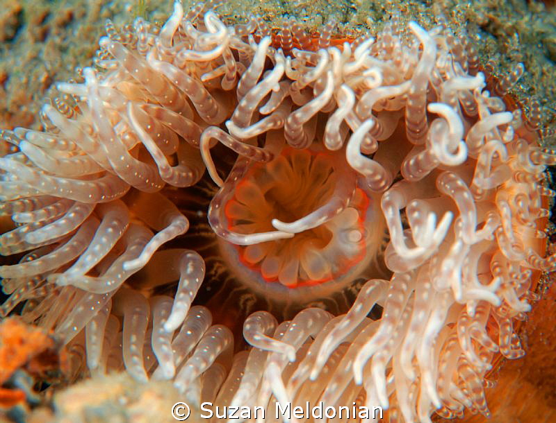 This was living on the side of a hermit crab by Suzan Meldonian 