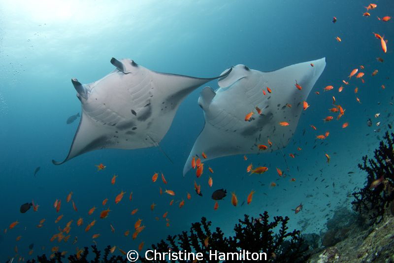 Magnificent Mantas by Christine Hamilton 