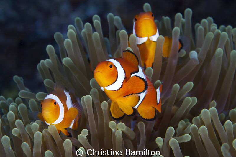 The Three Anemos by Christine Hamilton 