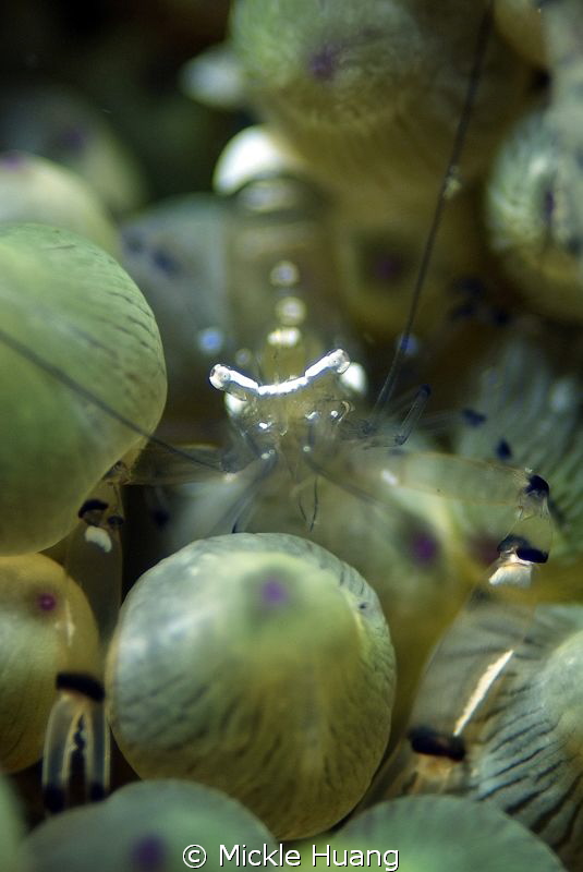 BULBS
Anemone Shrimp
Northeast Coast Taiwan by Mickle Huang 