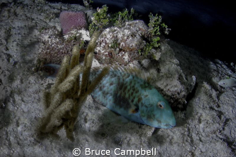 Sleeping parrot fish by Bruce Campbell 