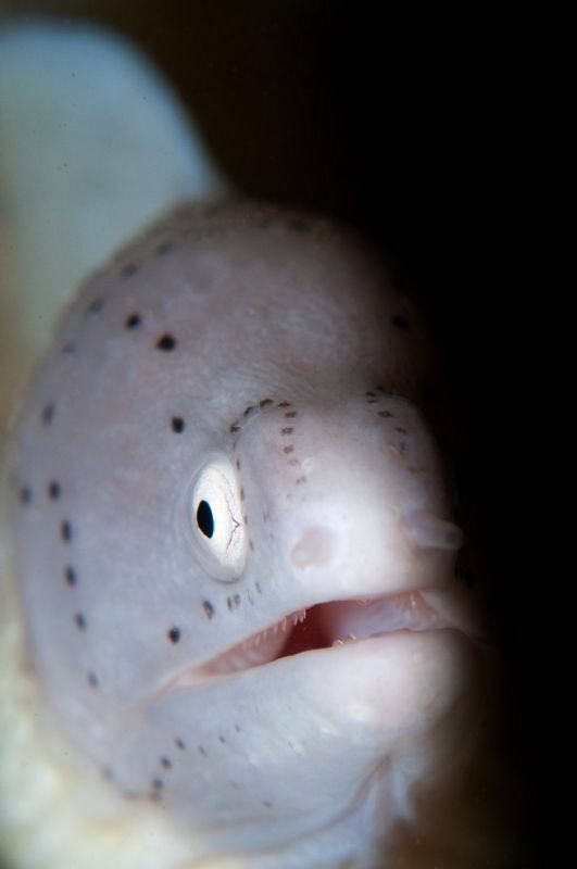 Geometric Moray Eel by Paul Colley 