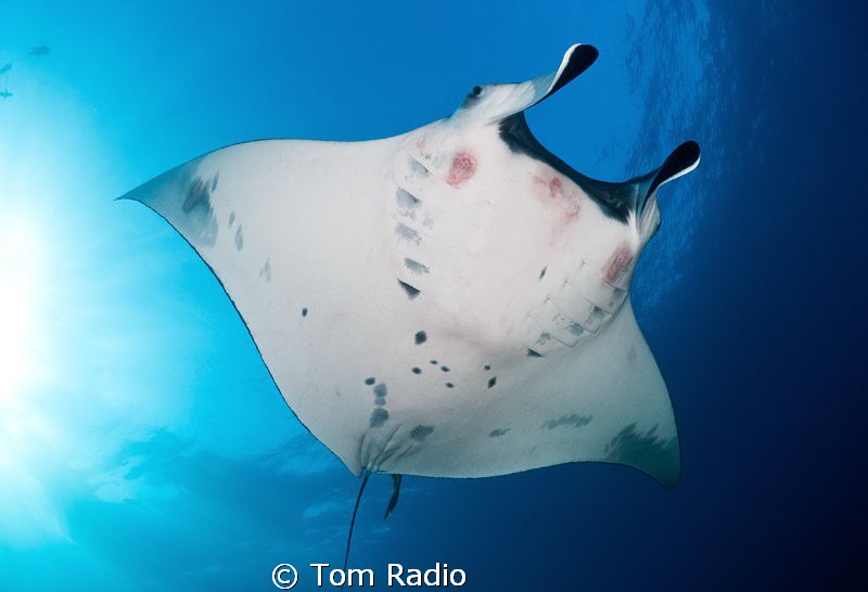 Manta Ray
San Benedicto, Mexico by Tom Radio 