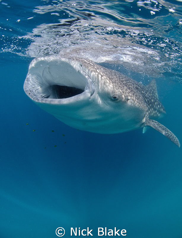 A shot of a whale shark feeding during a recent trip to D... by Nick Blake 