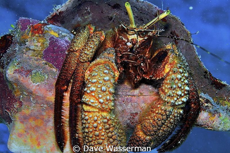 These critters have eyelashes!!!! by Dave Wasserman 