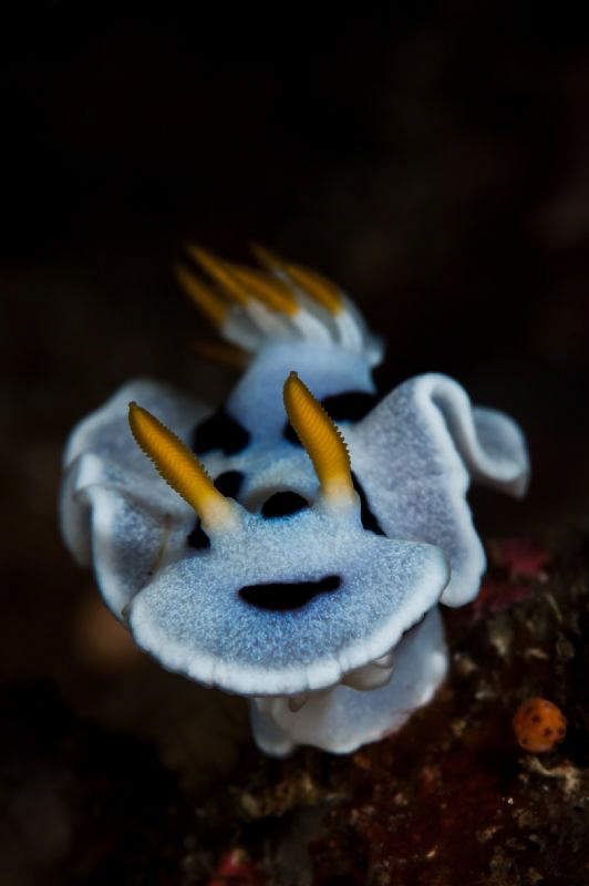 nudi at kirbys rock - Anilao by Paolo Isgro 